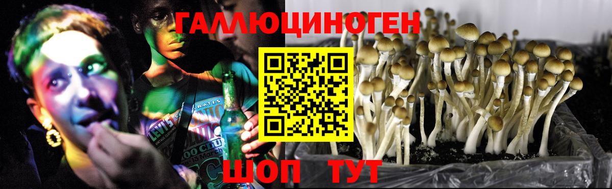 Галлюциногенные грибы Psilocybine cubensis Бутурлиновка